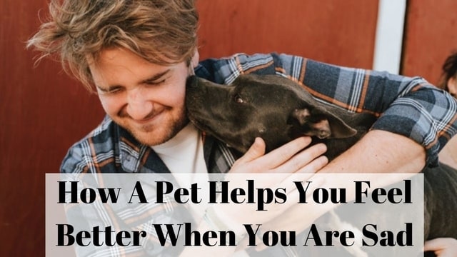 How A Pet Helps You Feel Better When You Are Sad