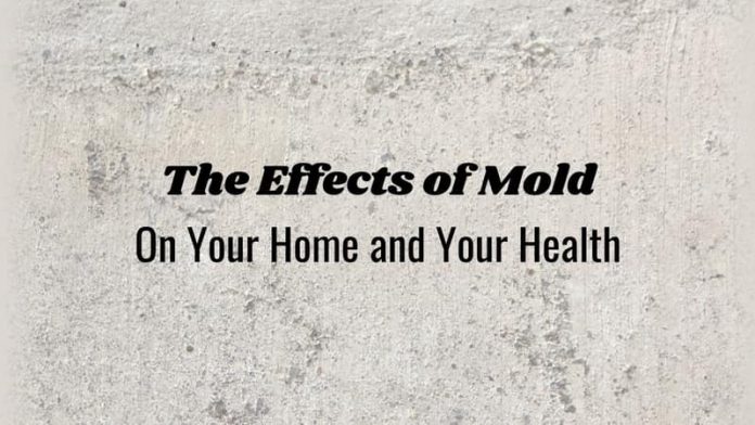 Mold Removal Tips