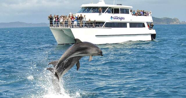 Go on a Dolphin Cruise - dolphin cruise destin