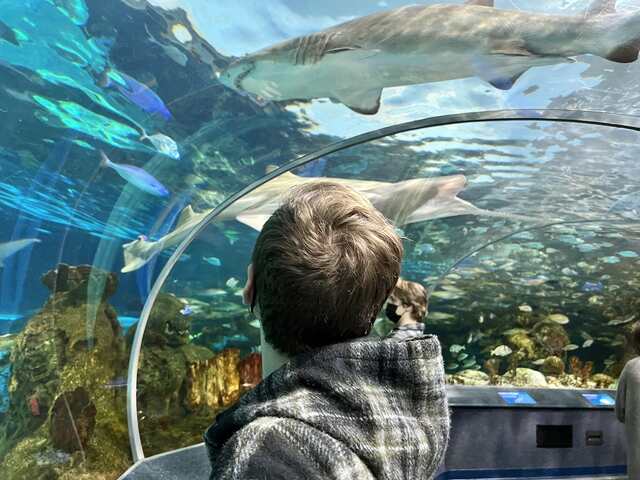 Visit Ripley's Aquarium - ripley's aquarium locations