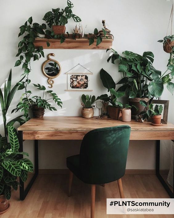 boho plants indoors