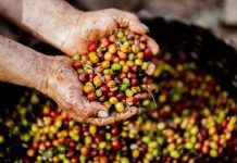 diverse coffee origins