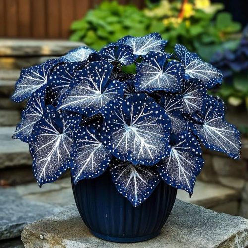 Dark blue Begonia leaves with white star-like speckles and veins in a navy pot.
