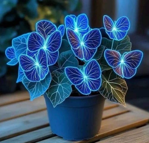 Artificial-looking Moonlight Butterfly Begonia with glowing blue, butterfly-shaped leaves in a blue pot.
