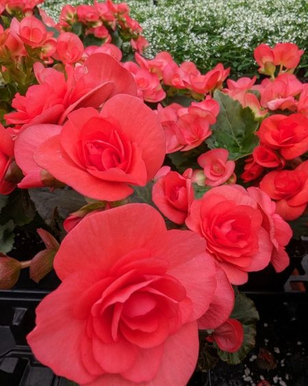 Close-up of blooming coral-pink Begonia flowers in a garden bed.
